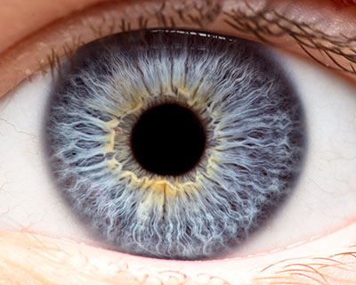 Cornea Maine Closeup of a cornea