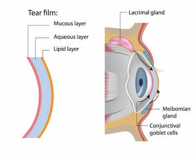 Dry Eyes Portland Maine Dry eyes tear film diagram